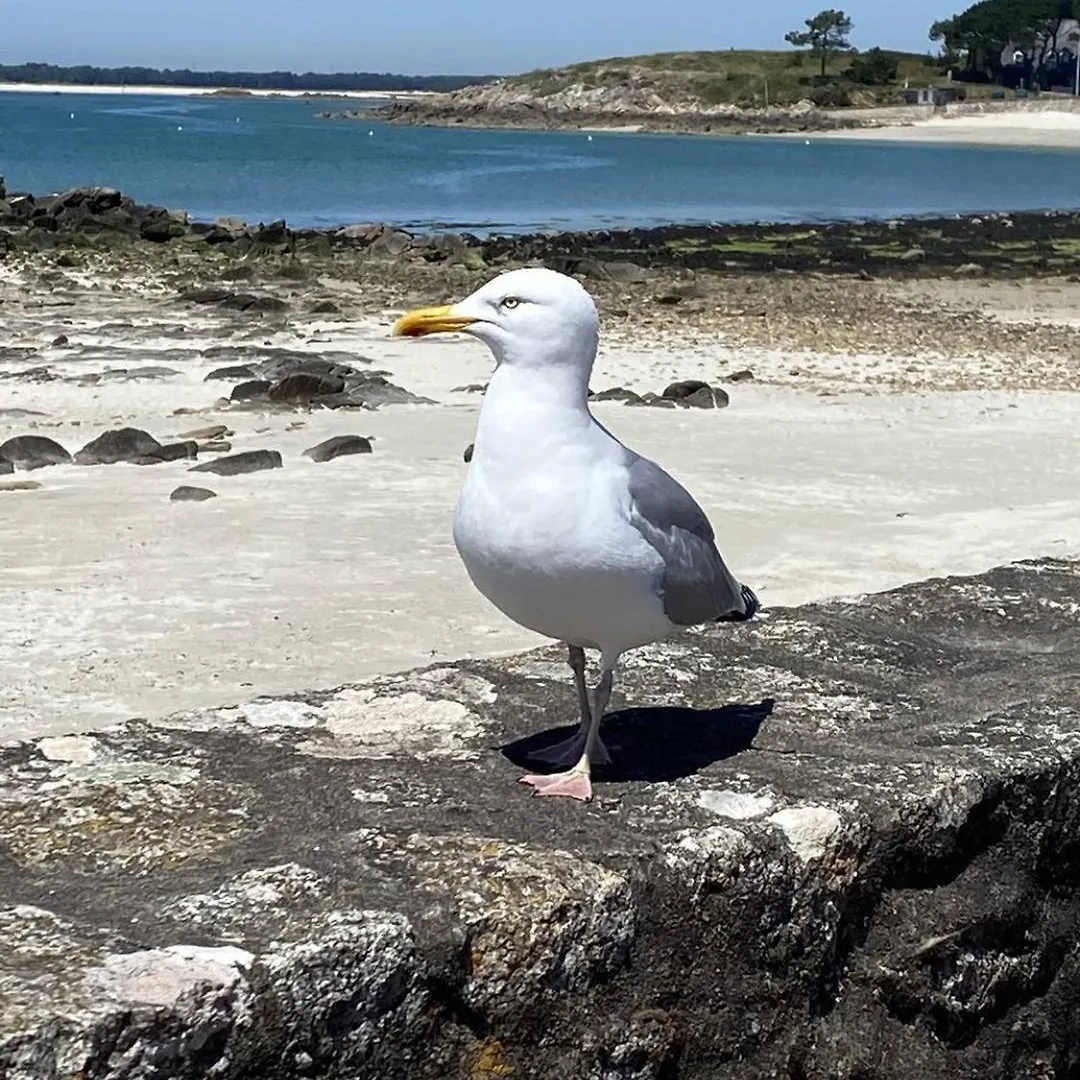 Ty Cardinaux, Grand Studio Cabine, Terrasse, Jardin, Tennis Quiberon 0*,  Fransa